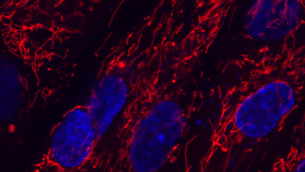 آلات حية صغيرة تسمى زينوبوتس تنجح في نسخ نفسها xenobots