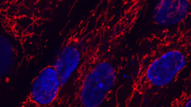 آلات حية صغيرة تسمى زينوبوتس تنجح في نسخ نفسها xenobots